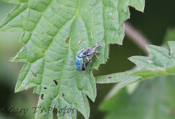 Green Nettle Weevil (Phyllobius pomades - Pair)