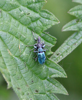 Green Nettle Weevil (Phyllobius pomades - Pair)