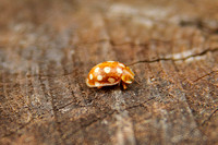 Orange 16-spot Ladybird