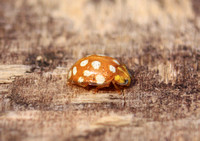 Orange 16-spot Ladybird