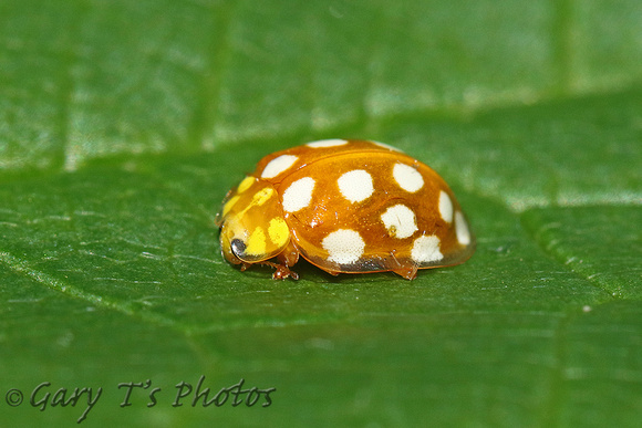 Orange Ladybird (Halyzia sedecimguttata)