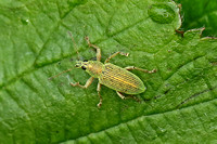 Green Nettle Weevil (Phyllobius pomaceus)