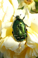 Rose Chafer (Cetonia aurata)