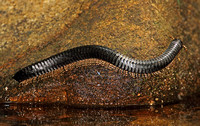 Millipede - Sri Lankan Giant Millipede (Spirostreptus centrurus)