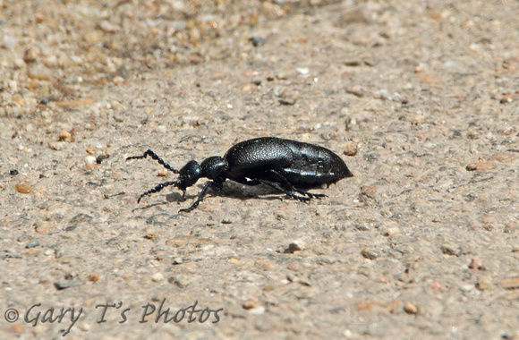 Violet Oil-beetle (Meloe violaceus)