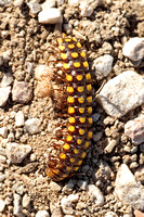 Millipede - Yellow Spotted Millipede (Melaphe vestita thracia)