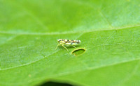 Potato Leafhopper (Eupteryx aurata)