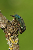 Rose Chafer (Cetonia aurata)