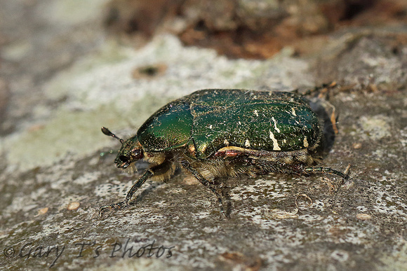 Rose Chafer (Cetonia aurata)