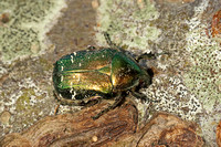 Rose Chafer (Cetonia aurata)