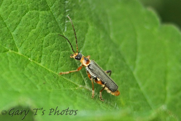 Soldier Beetle (Cantharis nigricans)