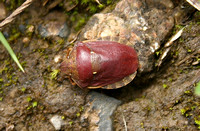 Tortoise Bug (Eurygaster testudinaria)