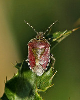 Shieldbug - Sloe Bug (Dolycoris baccarum)