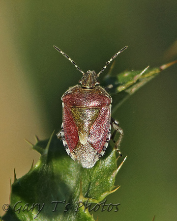 Sloe Bug (Dolycoris baccarum)