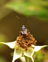 Red Bug (Deraeocoris ruber - Black Variant)