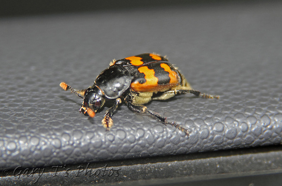 Sexton Beetle (Nicrophorus vespillo)