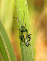 Swollen-thighed Beetle (Oedema nobilis - Male)