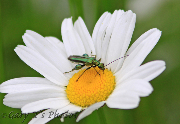 Swollen-thighed Beetle (Oedema nobilis - Male)