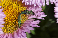 Swollen-thighed Beetle (Oedema nobilis - Pair)