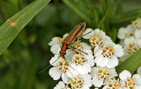 Swollen-thighed Beetle (Oedema nobilis - Female)