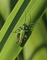 Swollen-thighed Beetle (Oedema nobilis - Male)