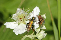 Swollen-thighed Beetle (Oedema nobilis - Male)