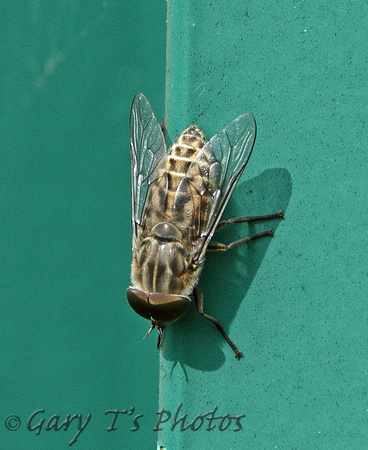 Band-eyed Brown Horsefly (Tabanus brominus)