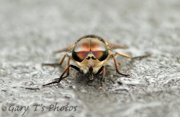 Band-eyed Brown Horsefly (Tabanus brominus)