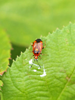 Red Bug (Deraeocoris ruber - Red Variant)