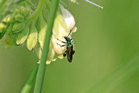 Swollen-thighed Beetle (Oedema nobilis - Male)