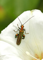 Swollen-thighed Beetle (Oedema nobilis - Male)
