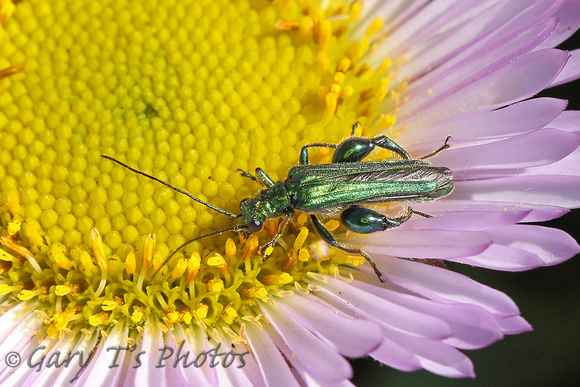 Swollen-thighed Beetle (Oedema nobilis - Male)