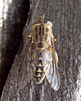 Band-eyed Brown Horsefly (Tabanus brominus)