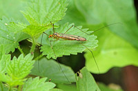 Cranefly (Nephrotoma flavipalpis)