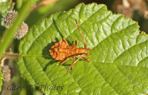 Dock Shieldbug (Coreus marginates - Nymph)