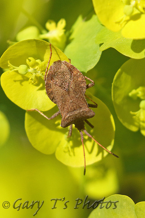 Dock Shieldbug (Coreus marginates - Adult)