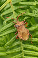 Shieldbug - Dock Bug (Coreus marginatus)