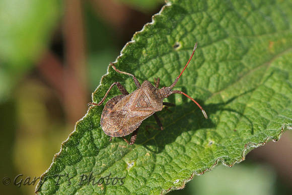 Dock Shieldbug (Coreus marginates - Adult)