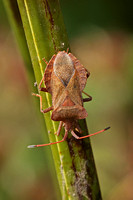 Dock Shieldbug (Coreus marginates - Adult)