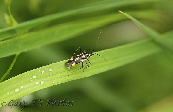 Calocoris stysi