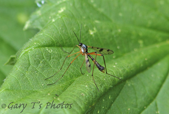 Phantom Cranefly (Ptychoptera contaminata - Male)