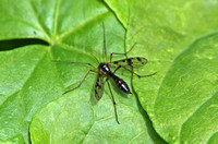 Cranefly - Phantom Cranefly (Ptychoptera contaminata)