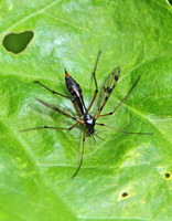 Phantom Cranefly (Ptychoptera contaminata - Female)