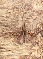 Cranefly - Large Cranefly (Tipula maxima)