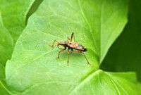 Tree Damsel Bug (Himacerus apterus)