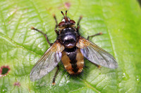 Autumn Fly (Musca autumnalis)
