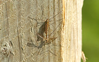 Spotted Cranefly (Nephrotoma appendaiculata - Pair)