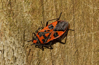 Cinnamon Bug (Corizus hyoscyami)
