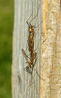 Cranefly - Spotted Cranefly (Nephrotoma appendiculata)
