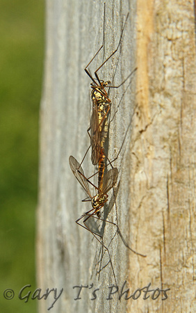 Spotted Cranefly (Nephrotoma appendaiculata - Pair)